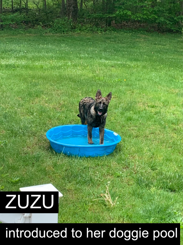 Zuzu-3A-DoggiePool
