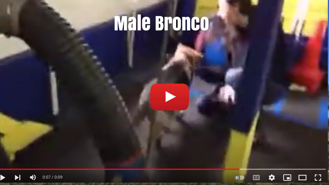 MaleBronco